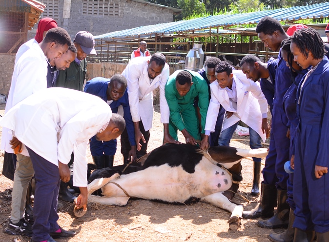 Animal Health and Production | Mount Kenya University